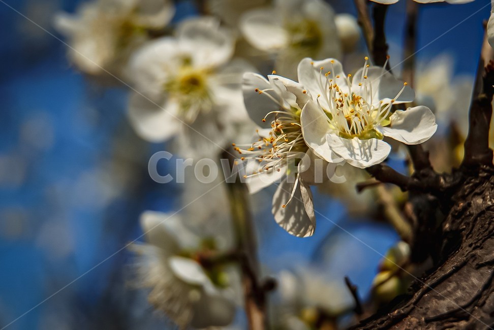 식물,plant,꽃,flower,매화꽃,bloom,blossom,japaneseapricotflower,봄,spring