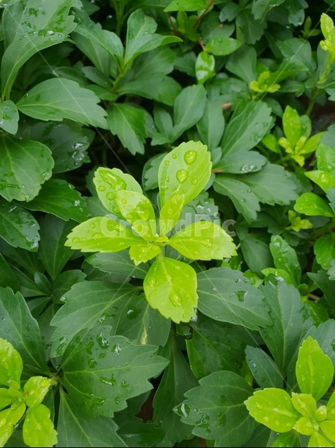 자연,식물,초록이,힐링,싱그로운,빗방울,잎사귀,식물,자연,plants,nature
