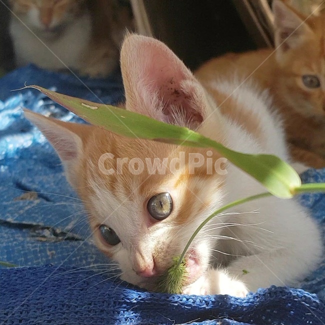 고양이,강아지풀,풀,발바닥,이빨