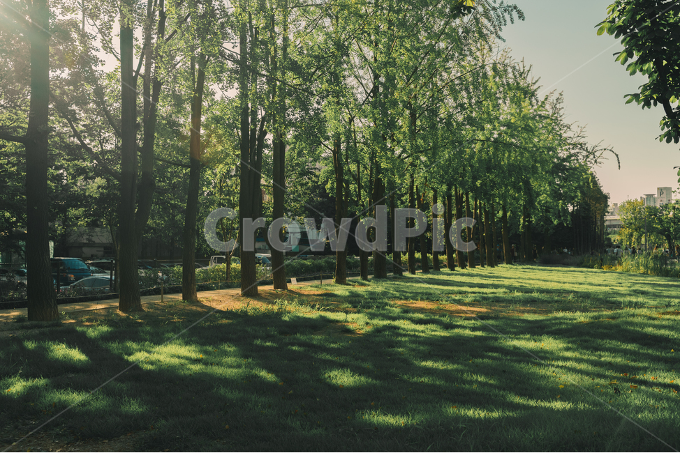 tree,vegetation,나무,초목,plant,식물,grass,잔디,공원,그림자,연남동,자연,풍경,nature,landscape