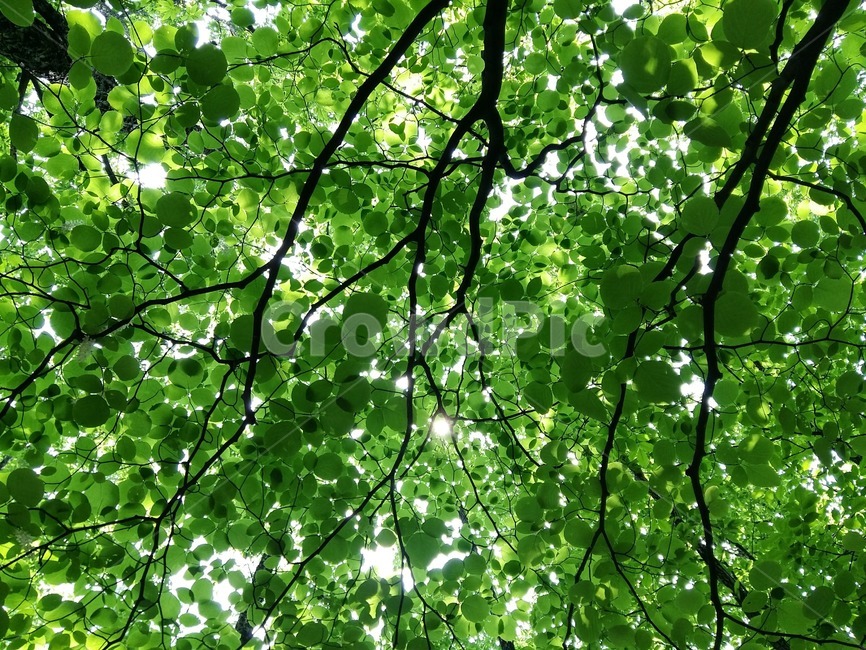 초록색,green,나뭇잎,나무,숲,숲속,잎,leaf,plant,식물,tree,힐링,휴식,자연,nature,천장,스트레스해소,outdoor,옥외,야외,감성사진