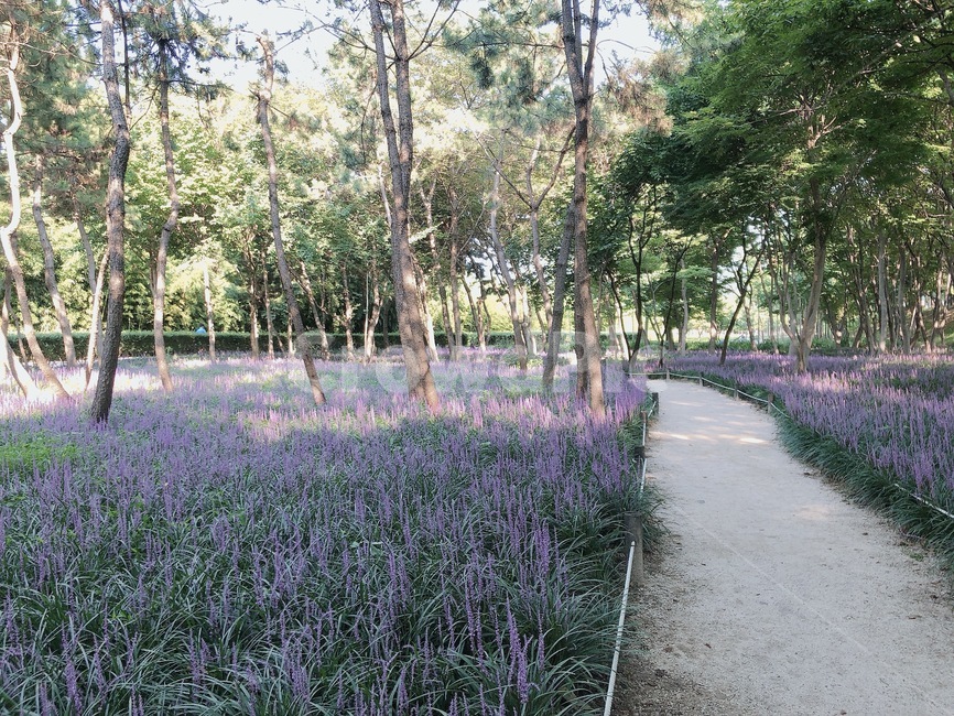 보라,여름,산책,숲,맥문동,8월