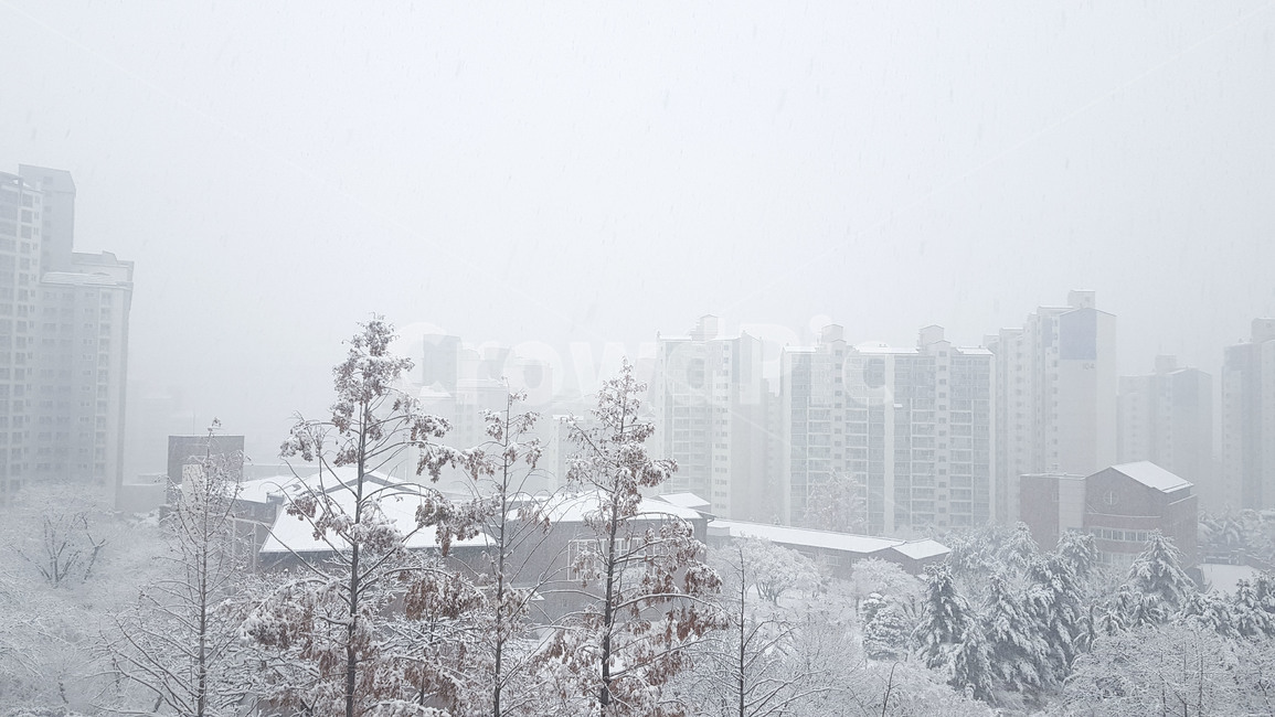 겨울,눈,눈보라,폭풍,자연,snow,winter,storm,nature,koreawinter,blizzard