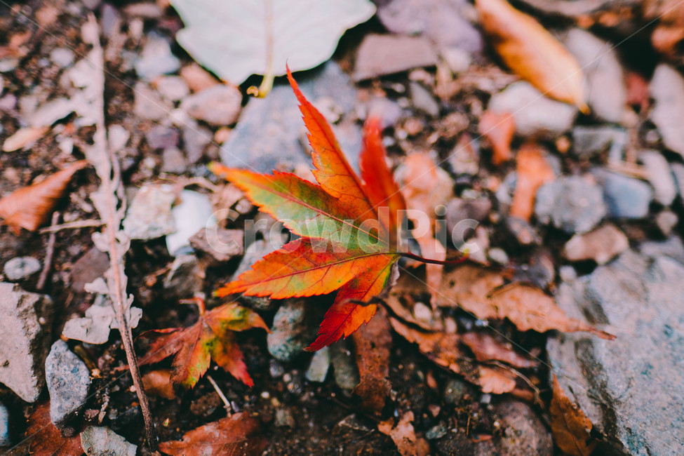 풍경,배경,가을,단풍,등산,전라도,내장산,background,scenery,autumn,maple,mountain,계절,fal,lseason,자연,nature,landscape,한국자연풍경,한국자연경관,koreanaturelandscape,한국전통,한국문화,koreantraditional,koreanculture,사람들,대중,군중,other,people,crowd,물들다,반영,백암사,오색,명소,배경화면,떨어지다,가을,계절,fall,autumn,season,식물,자연,plants,nature,감성,sensible,feeling,leaf,잎,plant,tree,나무