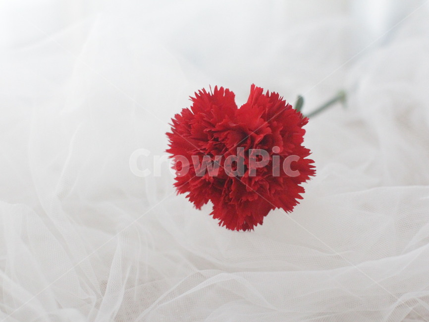 카네이션,어버이날,빨간꽃,꽃,carnation,red,flower