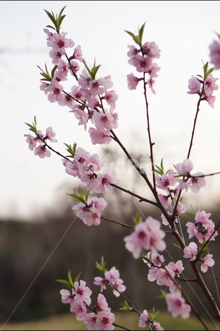 복사꽃,연핑크,길가,봄,해,봄,계절,spring,season,식물,자연,plants,nature,꽃,flower,plant,blossom