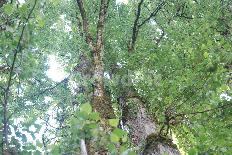 여름,하늘,나무,잎,이끼,summer,sky,나무가지,branch,trees,leaf,leaves,moss