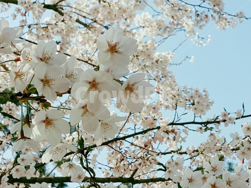 벚꽃,봄꽃,cherryblossoms,blossoms,벚나무