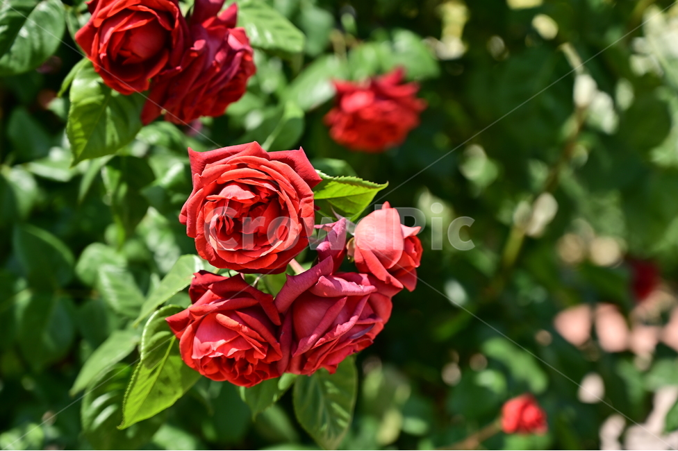 장미,rose,꽃,flower,식물,장미광장