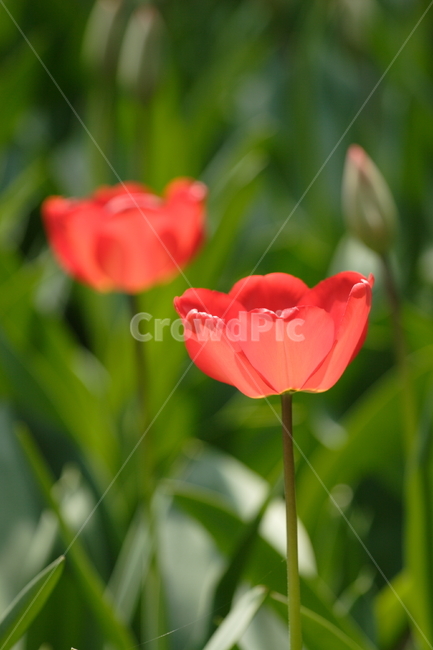 plant,식물,flower,꽃,blossom,튤립,twin,쌍둥이