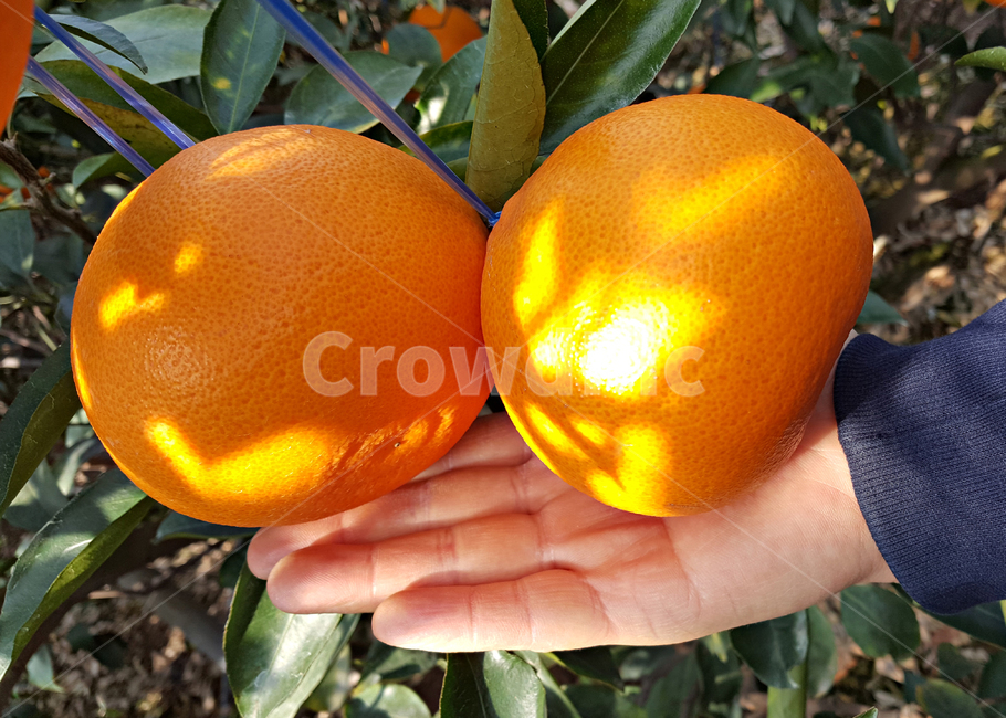 천혜향,감귤류과일,citrusfruit,food,음식,fruit,과일,plant,식물,produce,grapefruit,orange,주황색