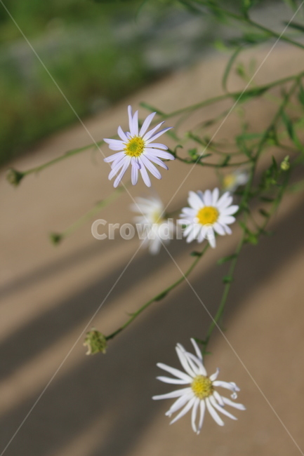 흰색,흰꽃,쑥부쟁이,야생화,white