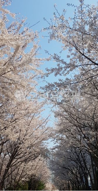 꽃길,봄,벚꽃,산책,길