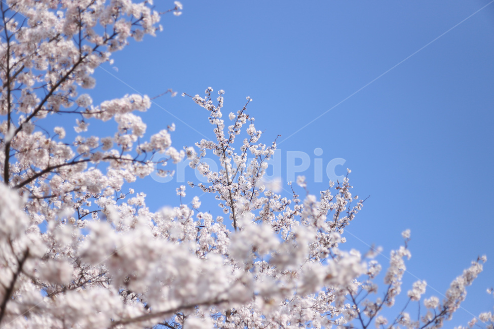 꽃,벚꽃,식물,flower,blossom,봄,계절,spring,season,식물,자연,plants,nature,꽃,flower,나무,trees,wood,plant