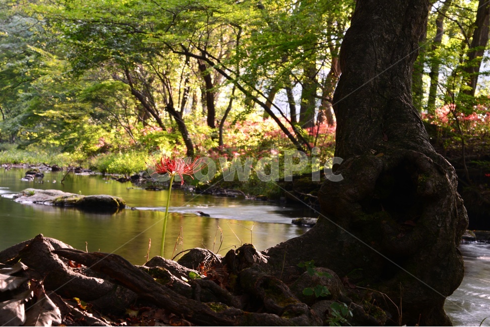 고창,선운사,도솔천,선운사봄,plant,식물,nature,자연,outdoors,tree,나무,vegetation,초목,water,물,자연,풍경,nature,landscape
