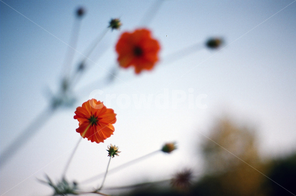 꽃,빨간꽃,분홍꽃,코스모스,가을,가을하늘,가을감성,가을,계절,fall,autumn,season,식물,자연,plants,nature,꽃,flower,leaf,잎,plant