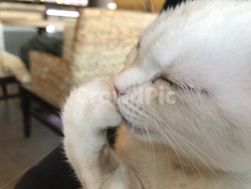 생각하는고양이,걱정,고민,잠,졸음,그루밍,찹쌀모찌,모찌,고양이발,아기,새끼,동물,animal,포유류,mammal,고양이,cat,kitten,kitty