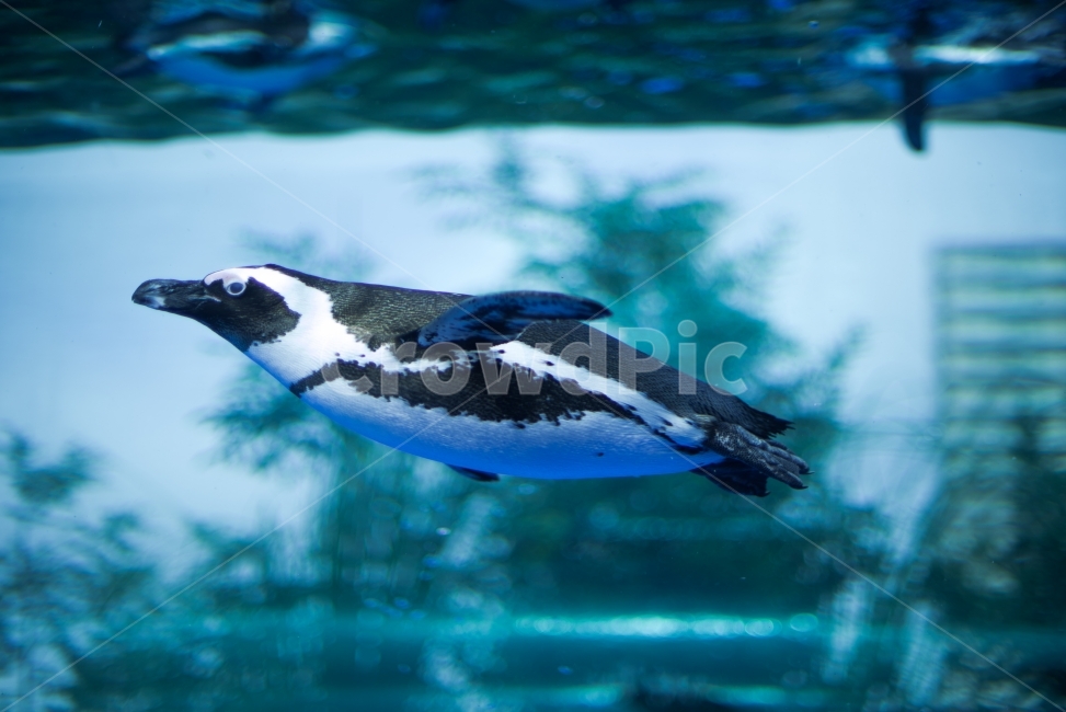 펭귄,조류,새,수족관,아쿠아리움,도시,건물,물,헤엄,수영,swim,birds,penguin,동물,animal,조류,새,birds