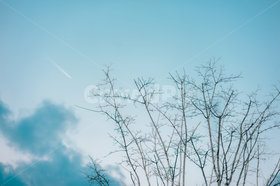 노을,나무,비행기,구름,풍경,배경화면,landscape,하늘,sky,실외,야외,땅거미,겨울,계절,winter,season,자연,풍경,nature,landscape,식물,plants,나무,trees,wood,감성,sensible,feeling