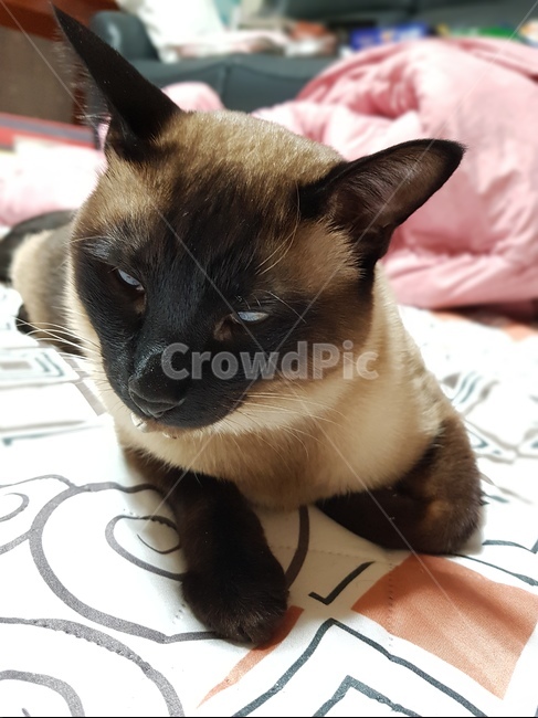 고양이,cat,dog,반려견,반려묘,샴,샴고양이,자는고양이,애완동물,pet,동물,mammal,animal