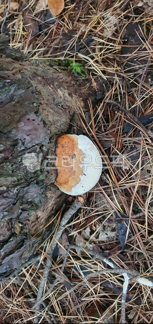 Pine Butterfly,Medicinal mushrooms,stool mushroom,anticancer effect,Jannabi Eternal Herb,mushroom