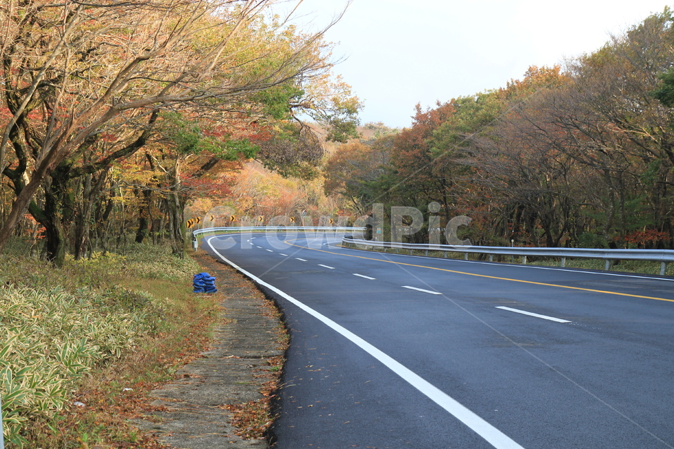 제주도,제주도풍경,풍경,한라산단풍,한라산,한라산도로,가을,계절,fall,autumn,season