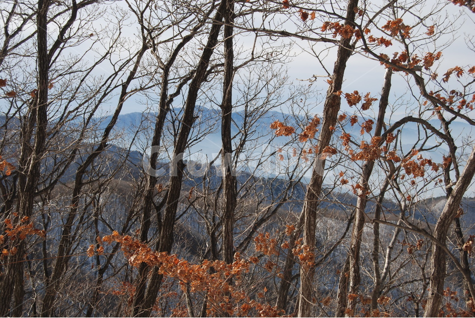 겨울,산,설경,등산로,나무,자연,풍경,nature,landscape,tree,plant,식물,tree trunk,나무 줄기,leaf,잎