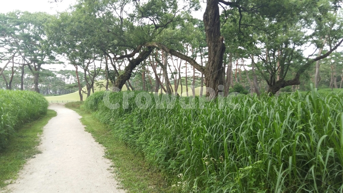 경주,풀,자연,나무,길,초록,나뭇잎,왕릉,신라,삼국시대,leaf