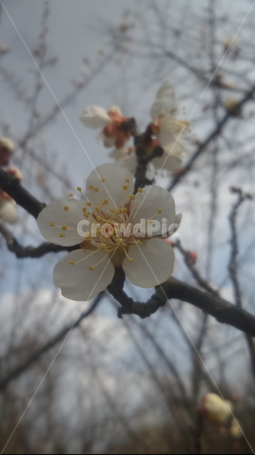매화,매실나무,군자향,일지춘,식물,식물,자연,plants,nature,꽃,flower