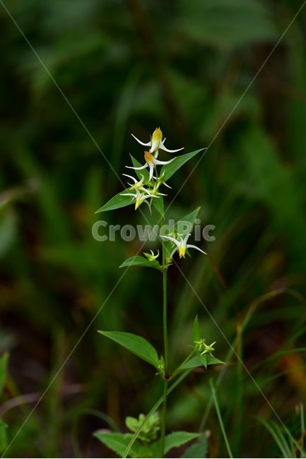 닻꽃,야생화,식물,자연,꽃,생태,힐링,플라워,wildflower,flower,plants,nature,season,감성,느낌,emotion,feeling,여름,용담목,용담과,닻꽃속,식물,자연,plants,nature,꽃,flower