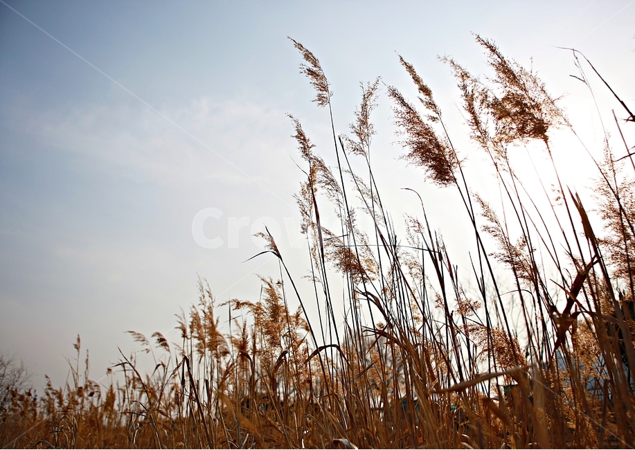 갈대,식물,자연,풍경,배경,풍광,하늘,가을,계절,fall,autumn,season,자연,풍경,nature,landscape,grass,잔디,plant,lawn,reed