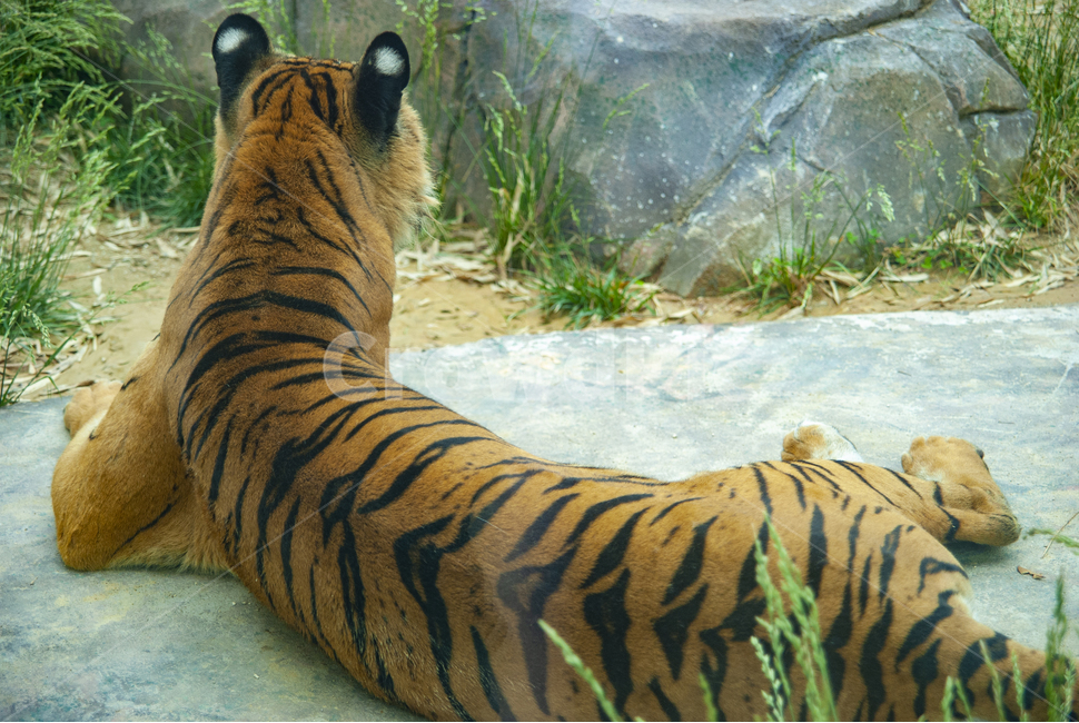 grandpark,호랑이,무늬,호피무늬,뒷모습,어린이대공원,동물원,tiger,wildlife,야생동물,mammal,동물,amusement,동물,animal,포유류,mammal