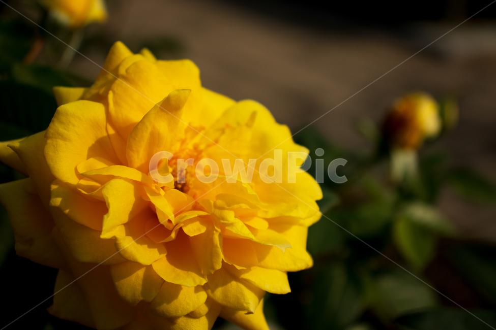 장미,장미꽃,rose,꽃,봄,노란장미,들장미,야생장미,로즈,식물,자연,여름,꽃잎,잎,만개,만발,야생,들,로맨틱,로맨스,사랑,낭만적인,낭만,아름다움,아름다운,미,공원,야외,정원,뜰,가든,노란색,옐로우,노랑,노란,옐로,계절,배경,바탕,백그라운드,flower,flowers,roses,spring,summer,yellowrose,wildrose,plant,nature,natural,yellow,bloom,blooming,blossom,romantic,romance,love,garden,petal,beautiful,beauty,leaf,leaves,wild,season,outdoor,outdoors,background