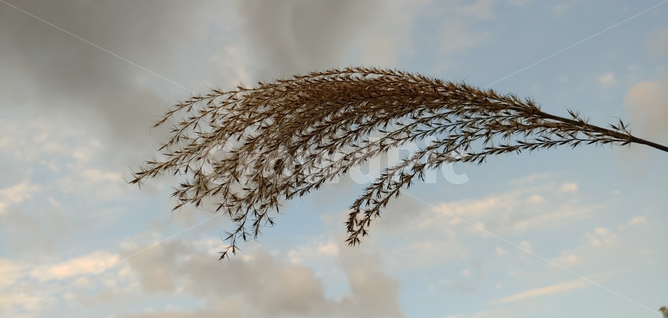 억새,들풀,하늘,구름,풍경,가을,식물,자연,plants,nature