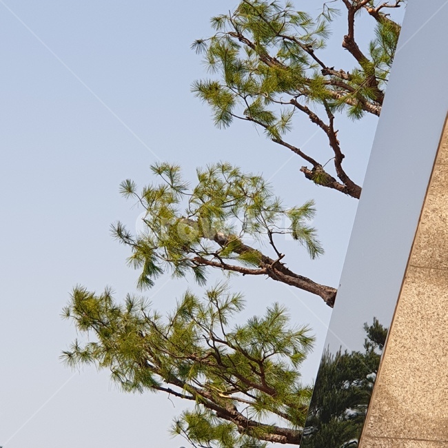 sky,식물,tree,나무,background