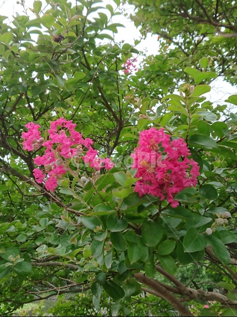 plant,식물,백일홍,zinnia,배롱나무,식물,자연,plants,nature,꽃,flower