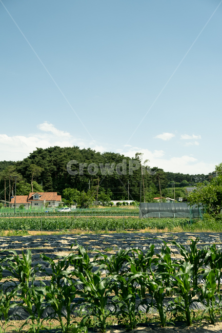 시골풍경,시골,밭,자연,rural,country,시골,마을,풍경,landscape,country,rural,town