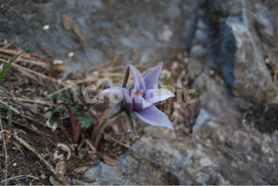 동강,봄,자연,휴양지,공원,식물,자연,plants,nature,꽃,flower