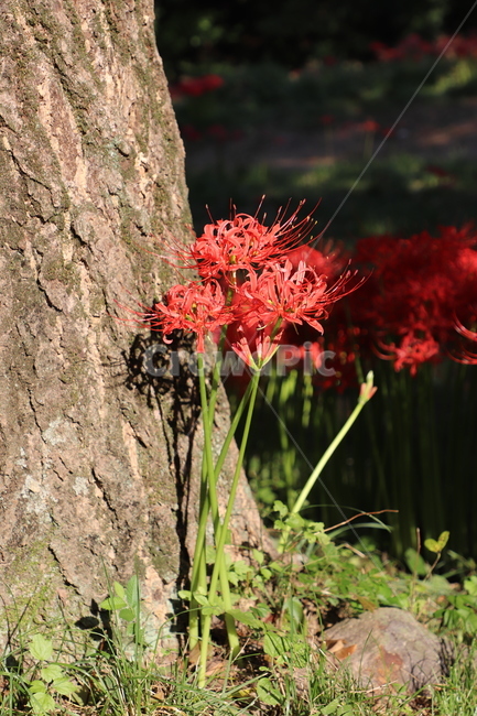 꽃무릇,꽃,나무,자연,식물,식물,자연,plants,nature,꽃,flower