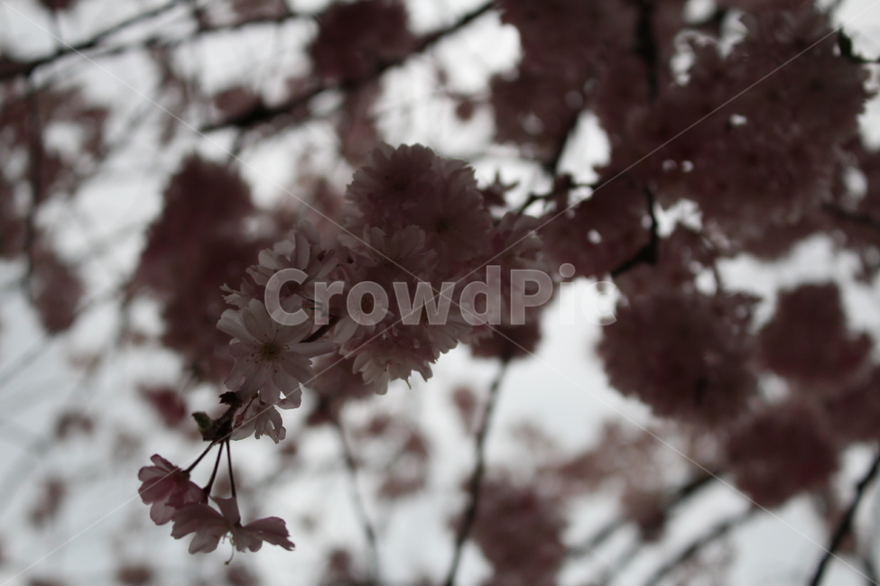 plant,cherryblossom,식물,벚꽃,flower,blossom,꽃