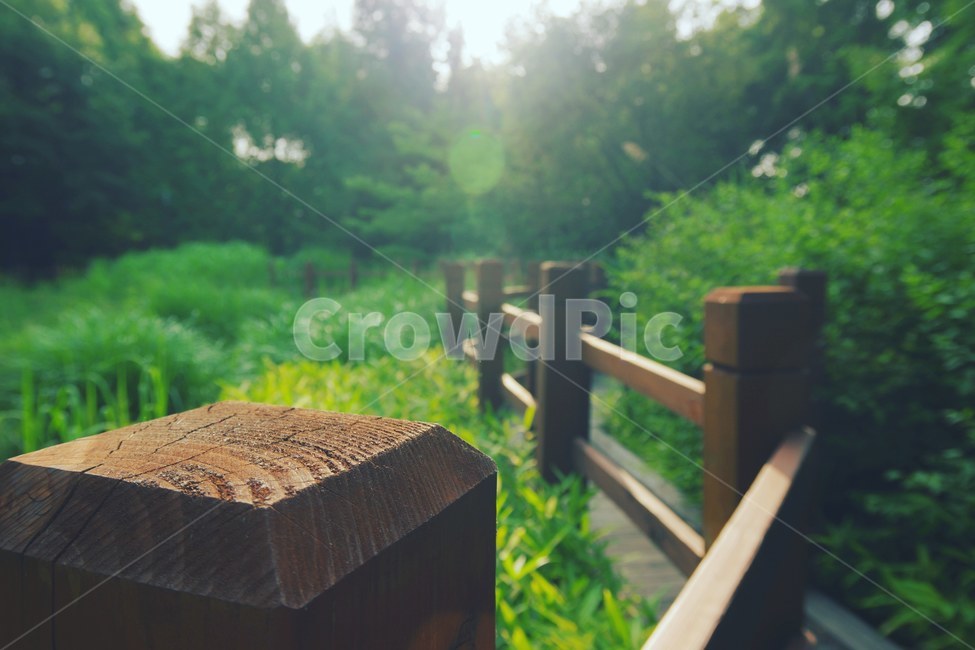 풍경,숲,길,자연,나무,자연,풍경,nature,landscape