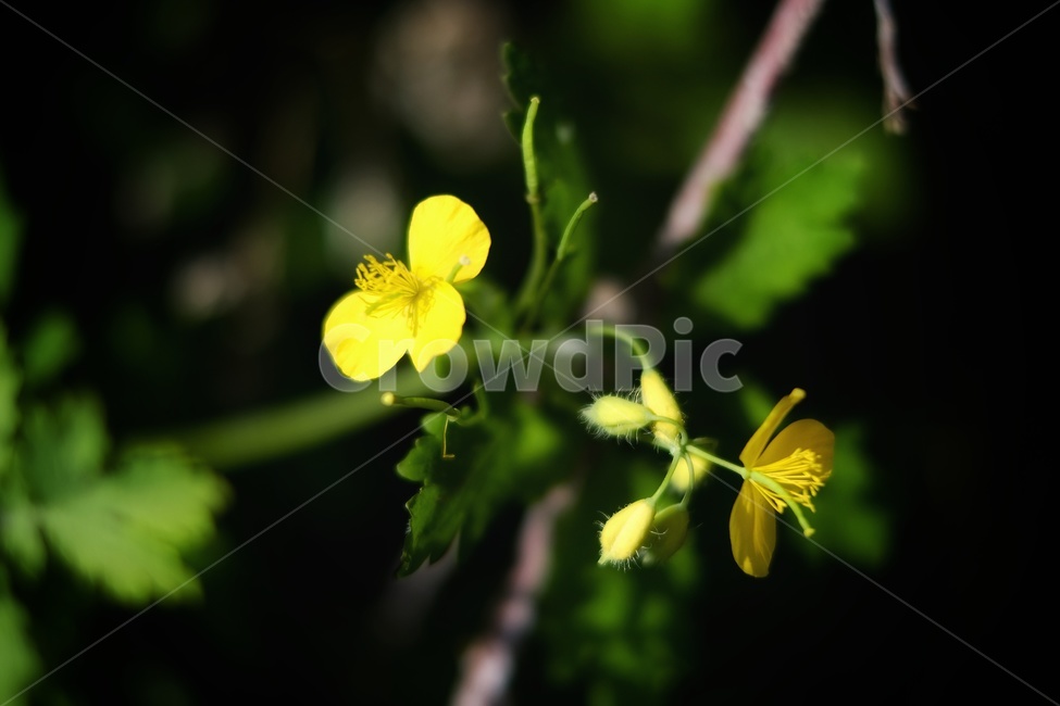 애기똥풀,노란색꽃,노란색,들꽃,야생화,식물,자연,plants,nature,꽃,flower