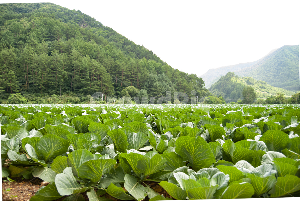 배추,배추밭,chinesecabbage,napacabbage,cabbage,한국배추,밭