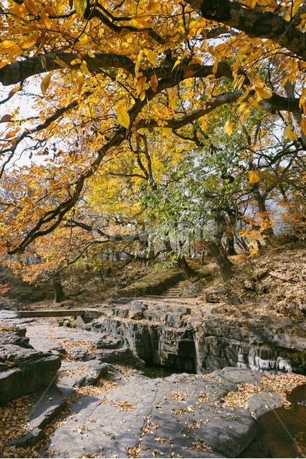 옥산서원,가을,풍경,자연,바위,가을,계절,fall,autumn,season,tree,나무,plant,식물,tree trunk,나무 줄기