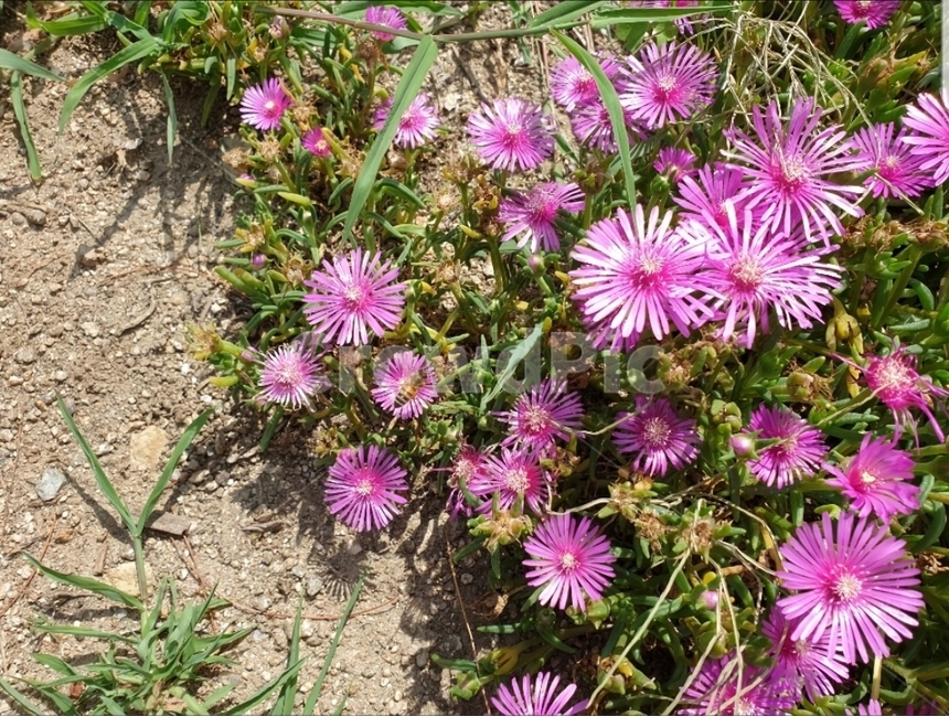 식물,flower,꽃,자연,blossom,식물,자연,plants,nature,꽃,flower