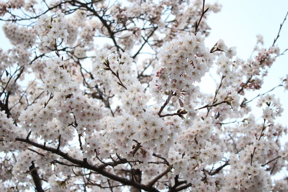 벚꽃,cherryblossom,봄,spring,벚나무,봄맞이,가지,꽃나무,cherryflower,cherrytree,만개,blooming,화창,하늘,sky