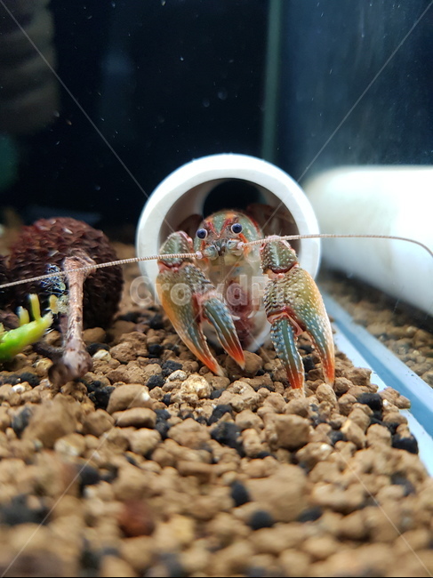 가재,페인티드데빌,painteddevil,cambarusludovicianus,집게발