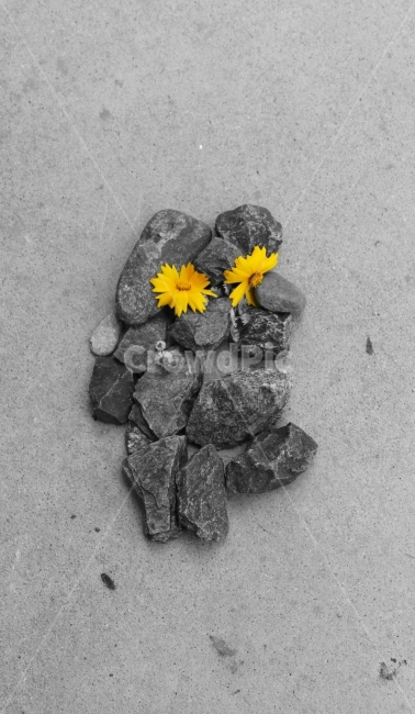 꽃,흑백사진,감성사진,노란코스모스,코스모스,가을,꽃,flower,흑백,모노톤,monochrome,black and white
