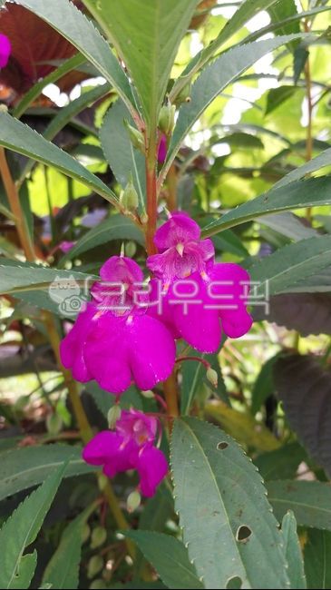 impatiensbalsamina,touchmenot,gardenbalsam,꽃,꽃잎,봉선화,봉선화꽃,봉숭아,봉숭아꽃,flower,leaf,petal,배경화면