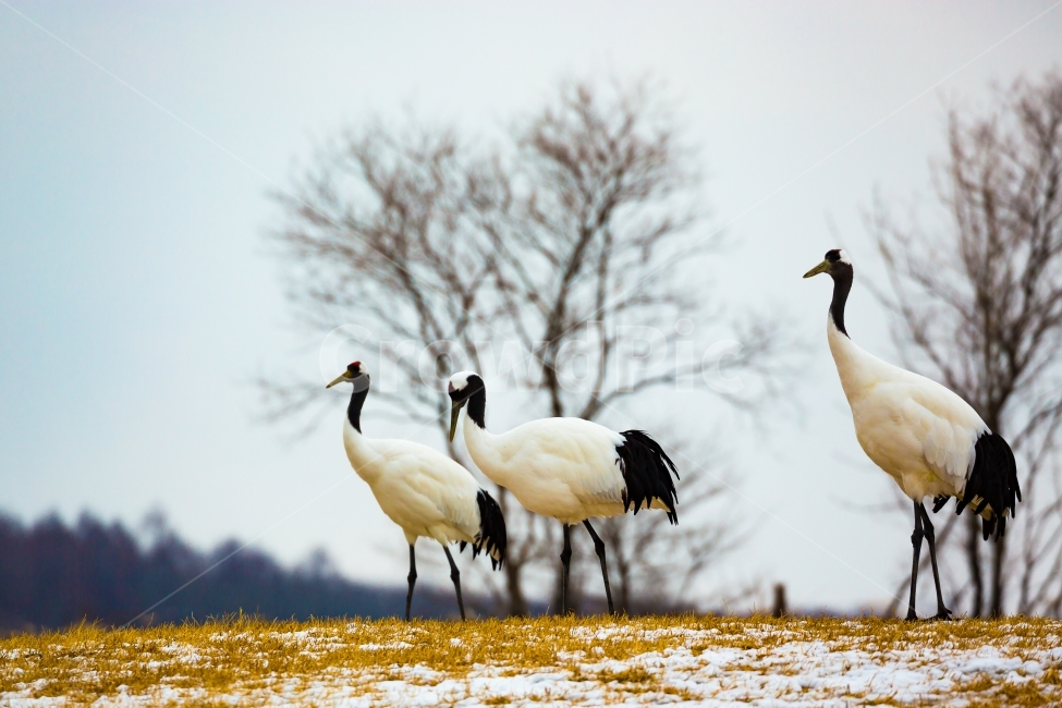 두루미,단정학,조류,새,가족,자연,풍경,겨울,계절,winter,season,동물,animal,조류,새,birds